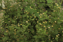 Perityle microglossa