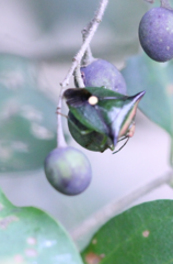 Anaca fasciata