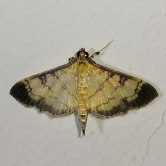 Ategumia ebulealis