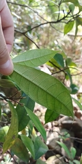 Ficus pyriformis