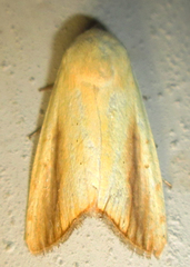 Pardoxia graellsii