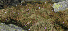 Soldanella pusilla