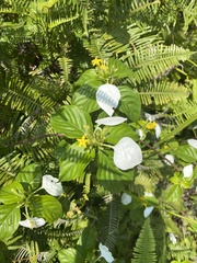 Mussaenda pubescens