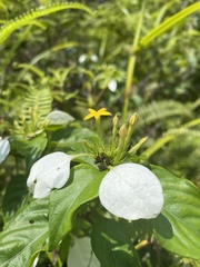 Mussaenda pubescens
