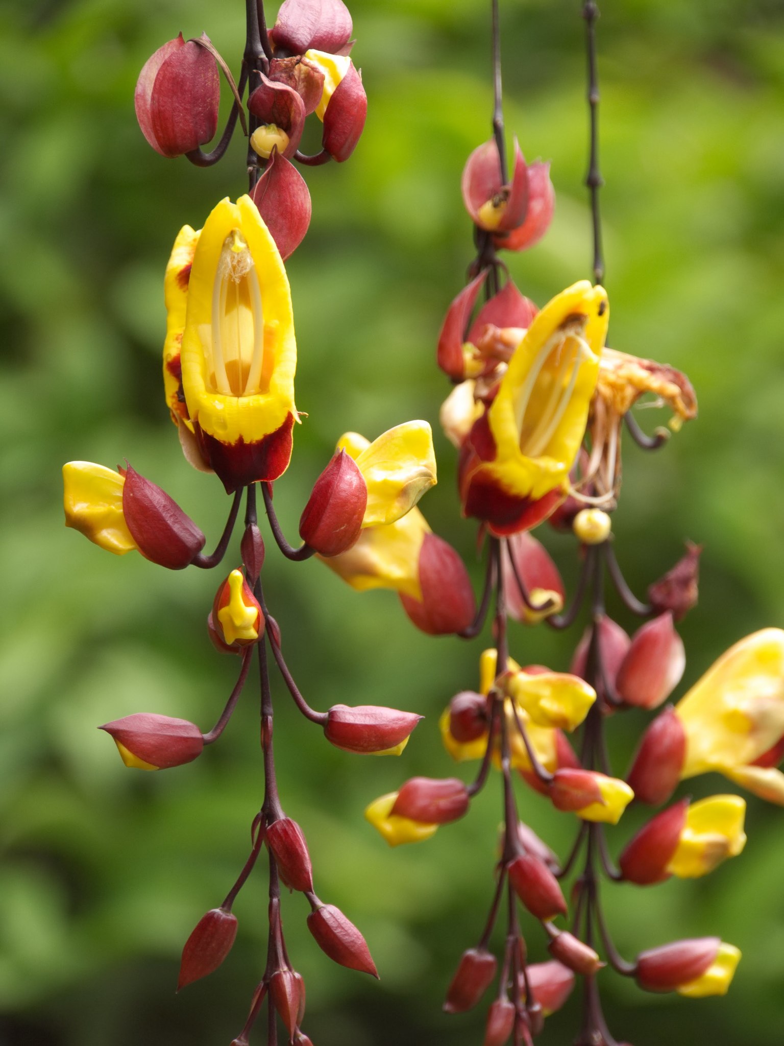 Mysore trumpetvine (Thunbergia mysorensis)  iNaturalist