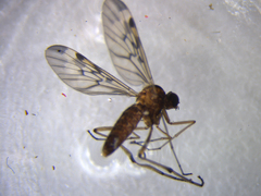 Sylvicola undulatus