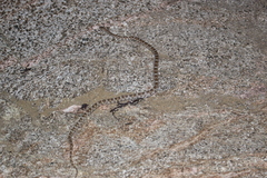 Trimorphodon lyrophanes