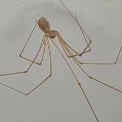 Micropholcus fauroti