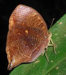 Bia actorion