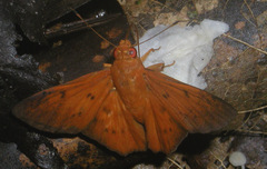 Dyscophellus erythras