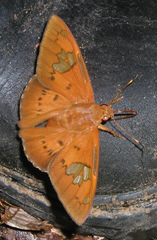 Euriphellus euribates