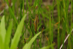 Leptysma marginicollis