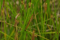 Leptysma marginicollis