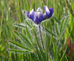 Lupinus polycarpus