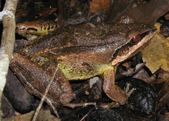 Leptodactylus didymus