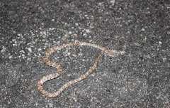 Trimorphodon lyrophanes