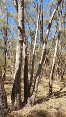 Eucalyptus microcarpa