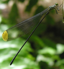 Microstigma