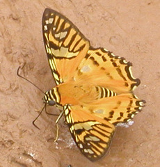 Myscelus nobilis