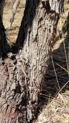 Eucalyptus microcarpa