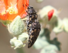 Acmaeodera cuneata