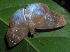 Pythonides grandis