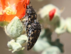 Acmaeodera cuneata