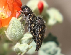 Acmaeodera cuneata