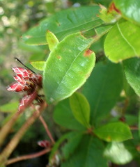 Rhododendron serrulatum