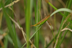Leptysma marginicollis