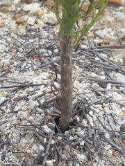 Anoplolepis steingroeveri