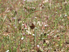 Chlosyne palla eremita