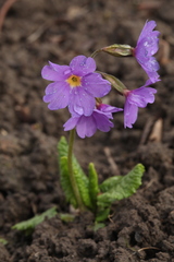 Primula amoena