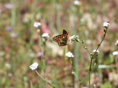 Chlosyne palla eremita