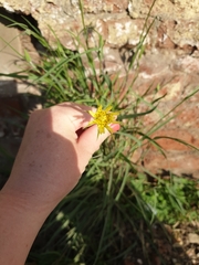 Tragopogon dubius
