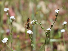 Chlosyne palla eremita