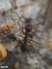 Anoplolepis steingroeveri