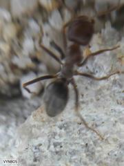 Anoplolepis steingroeveri