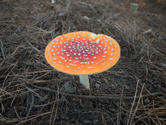 Amanita muscaria