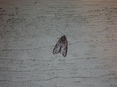 Semioscopis