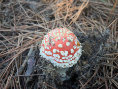 Amanita muscaria