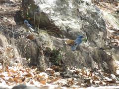 Aphelocoma wollweberi