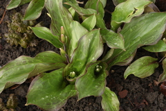 Erythronium tuolumnense