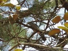 Aphelocoma wollweberi