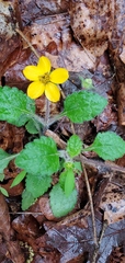 Chrysogonum