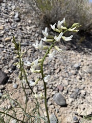 Astragalus lonchocarpus