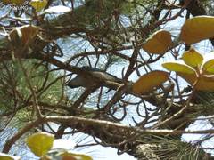 Aphelocoma wollweberi