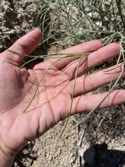 Astragalus lonchocarpus