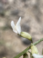 Astragalus lonchocarpus