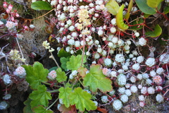 Heuchera pilosissima